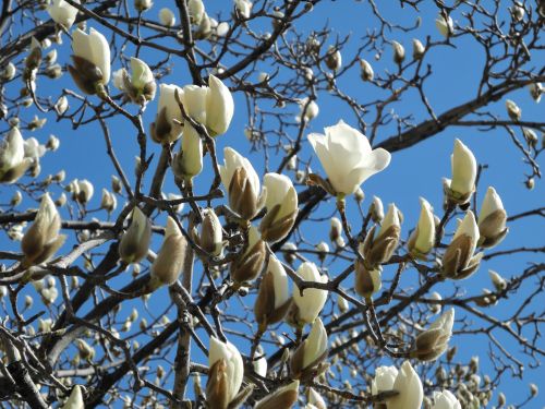 White Flowers In Blue Sky