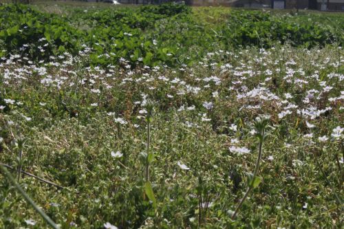 White Flowers In Field