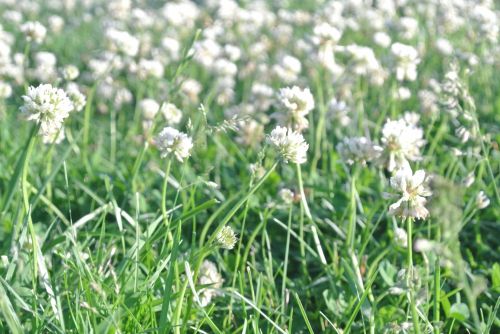 White Flowers In Grass