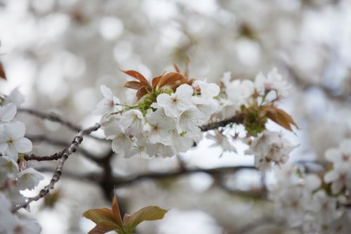 White Flowers On The Branch