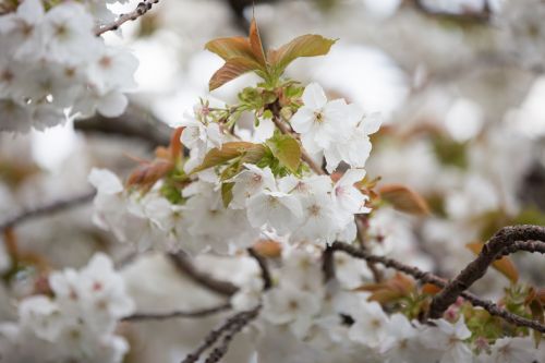 White Flowers On The Branch