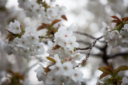 White Flowers On The Branch