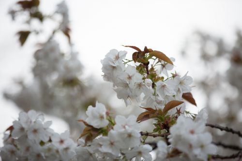 White Flowers On The Branch