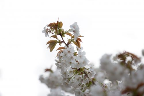 White Flowers On The Branch