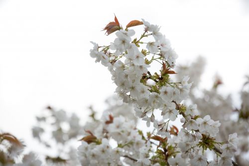 White Flowers On The Branch