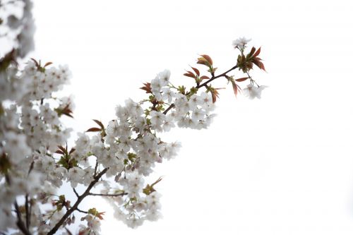 White Flowers On The Branch