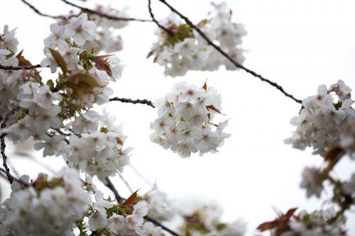 White Flowers On The Branch