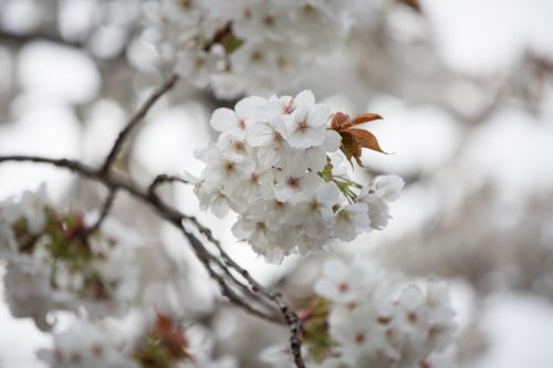 White Flowers On The Branch