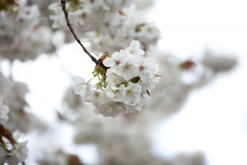 White Flowers On The Branch