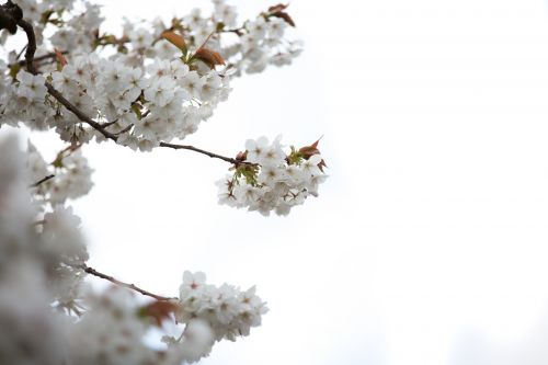 White Flowers On The Branch