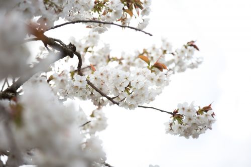 White Flowers On The Branch