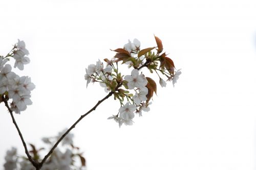 White Flowers On The Branch