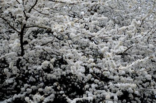 White Flowers On The Tree