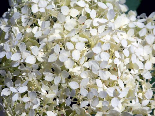 White Flowers