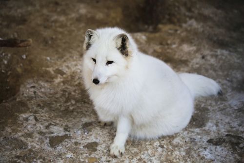 fauna white fox lapland