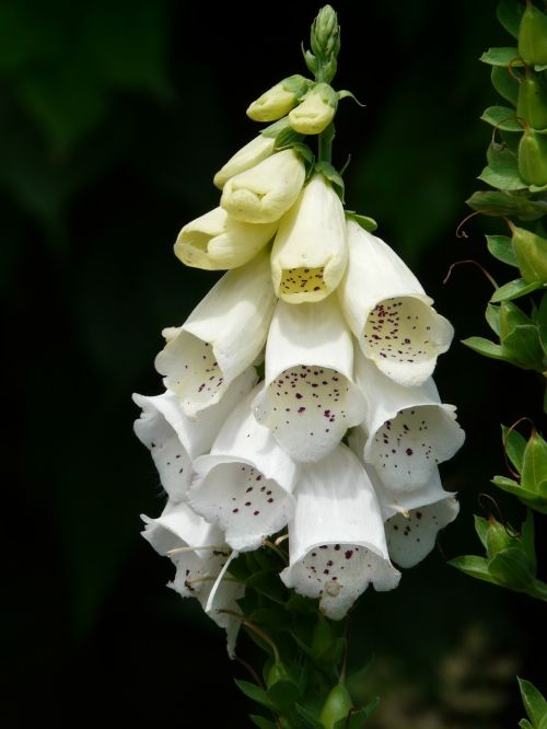 white foxglove thimble medicinal plant