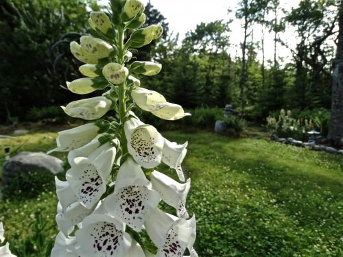 White Foxglove Flower