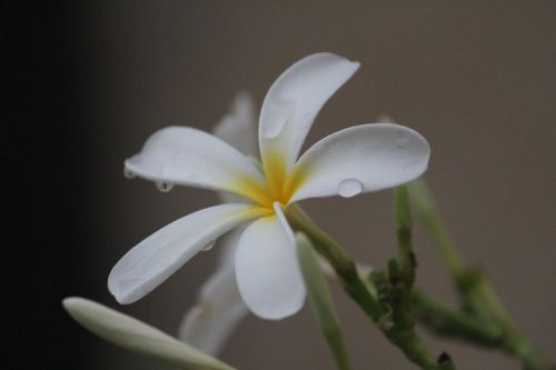 white frangipani kathgolop गुलचीन