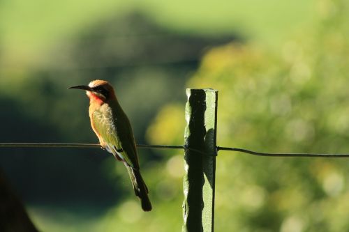 white fronted bee eater bird south africa