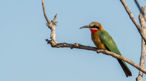 white fronted bee eater africa south africa