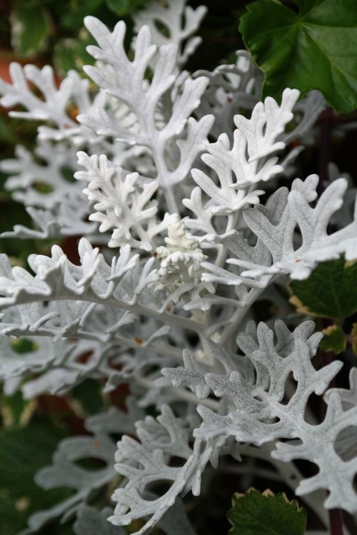 white fuzzy groundsel plant leaves