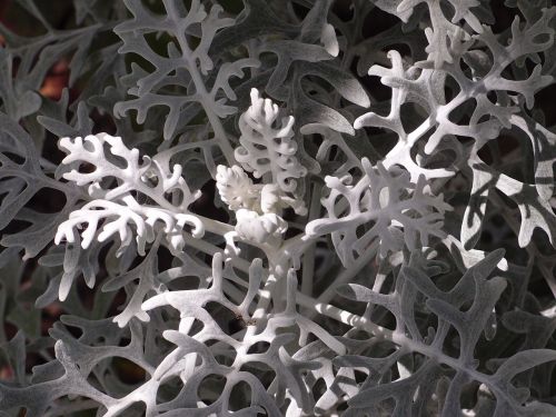 white fuzzy groundsel plant macro