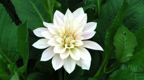 White Garden Flower