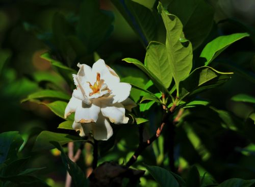 White Gardenia