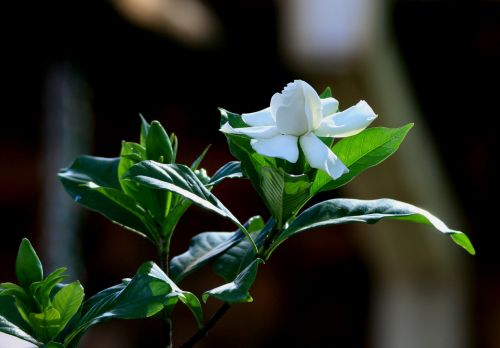 White Gardenia Flower