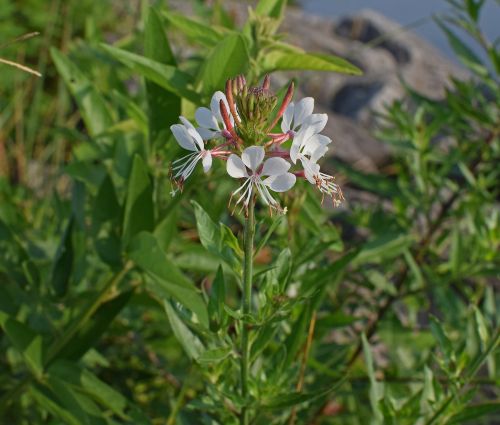 white gaura butterfly flower flower