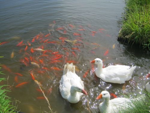 white geese goldfish pond