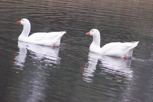 white geese duo twin
