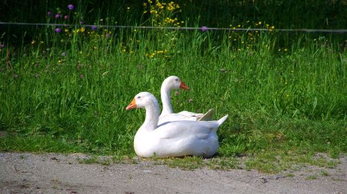 white geese poultry seating animals