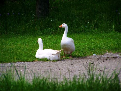 white geese domestic geese poultry