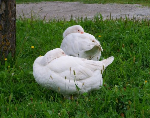 white geese domestic geese poultry