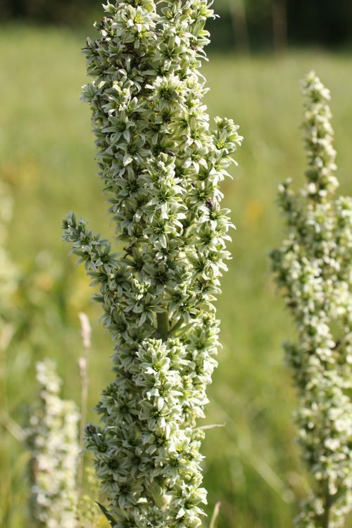 white germer wild plant blossom