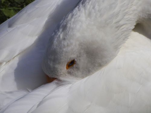 white goose goose sleeping goose asleep