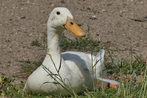 white goose  beak  white