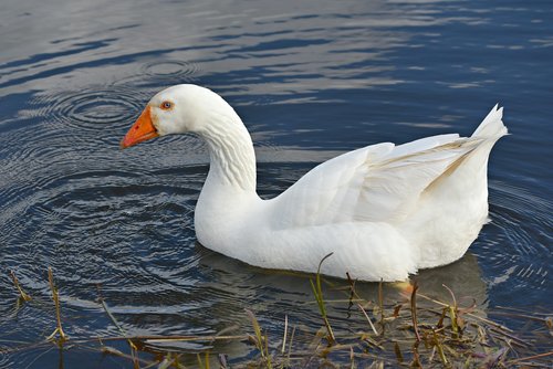 white goose  water bird  swimming