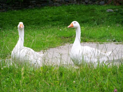 white goose home fowl animal