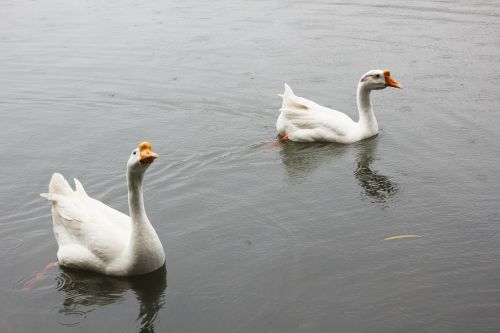 white goose pond animal