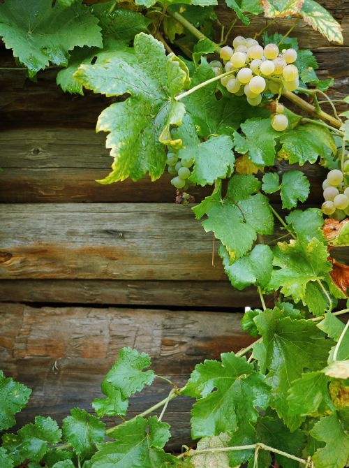 white grapes foliage frame