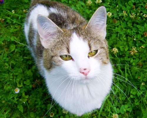 white-gray-brown kitten cat domestic animal