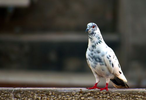 white grey pigeon domestic pigeon bird