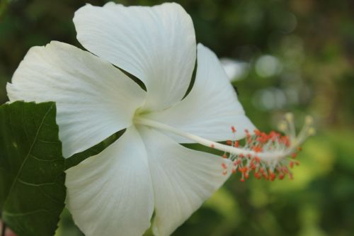 White Gumamela Flower