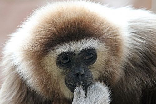 white-handed gibbon gibbon monkey