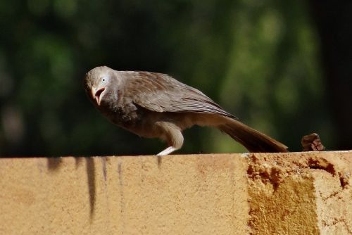 white-headed babbler yellow-billed babbler leiothrichidae