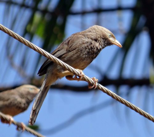 white-headed babbler yellow-billed babbler leiothrichidae