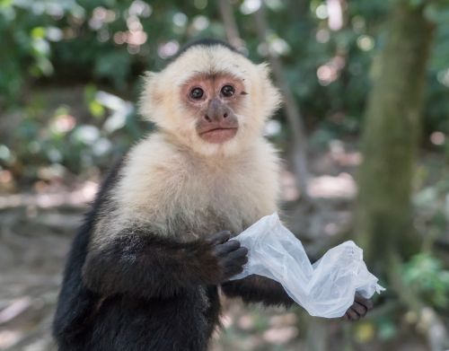 white-headed capuchin monkey mammal