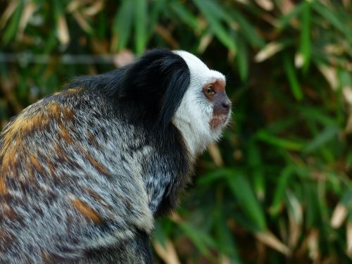 white-headed marmoset monkey äffchen